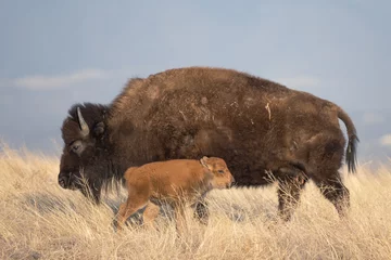 Stof per meter Amerikaanse bizon moeder en baby gelukkige moederdag © rwbrandstetter