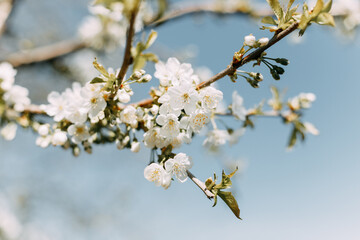 blossom in spring