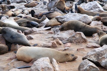 Sea Lion 9