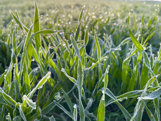 Green Wheat with frozen morning dew