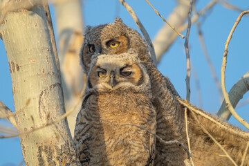 great horned owl babies in a tree