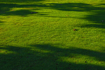 green grassy field texture for background