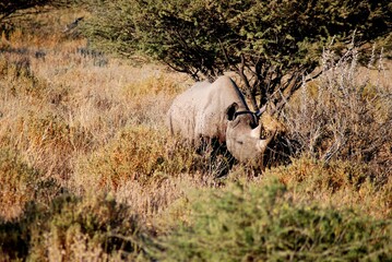 Obraz premium Rhino 35