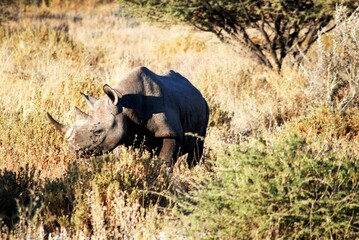 Fototapeta premium Rhino 33