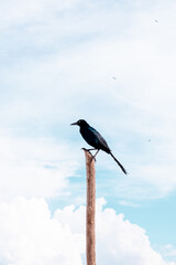 black bird standing in a stick