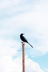 black bird standing in a stick