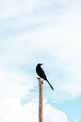 black bird standing in a stick