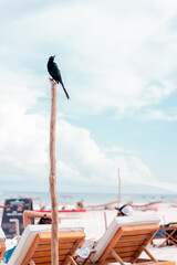 Black bird in a wooden stick in the beach