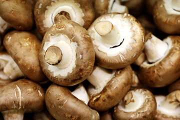 Royal champignons in supermarket, selective focus. Raw mushrooms closeup