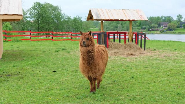 alone cute little funny brown lama or alpaca in farm park, llama guanaco walking in green grass