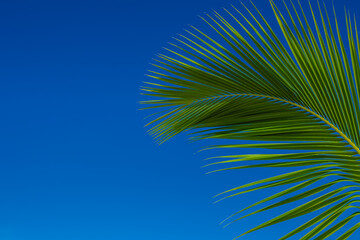 Fototapeta na wymiar palm leaf with blue sky background perfect for summer backgrounds