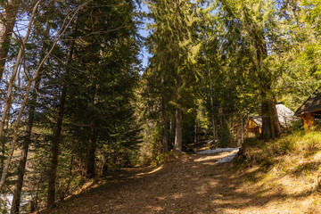 Obraz premium Alcoves near fir trees in spring forest.