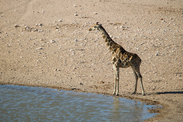 Giraffe at a waterhole in Etosha National Park, Namibia
