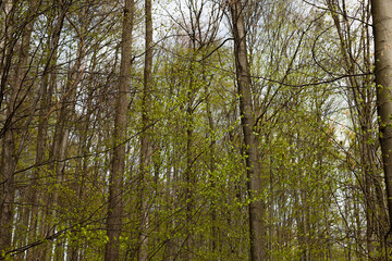 Fototapeta premium Tall trees in spring forest.