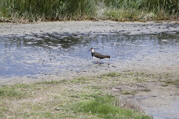 a beautiful colourful lapwing in a pool in springtime closeup