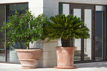 Outdoor plants in large clay pots outside the building