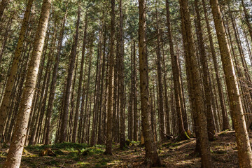 Fototapeta premium Evergreen forest with sunlight on ground at daytime.