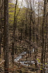 Fototapeta premium Mountain creek and woods in autumn forest.