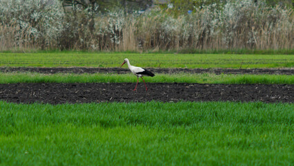 Obraz na płótnie Canvas stork in the field