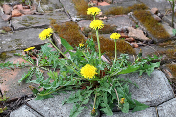 Spring flowers Dandelion. Yellow Dandelion grows on a stone garden path. Garden weed.