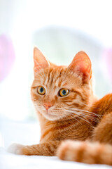 cat on a white background