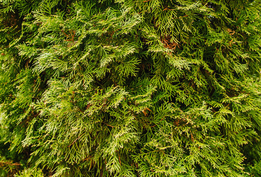 Background, texture of a green, evergreen tree, thuja bush. Photo of spring nature.