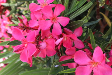 Pink flowers in the garden. Bright beautiful flower of dark pink oleander blooms on a branch in the...