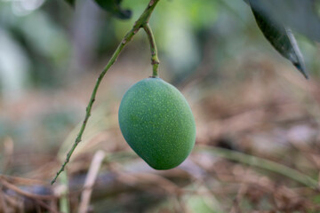 Fresh green mango fruit on the tree mango.
