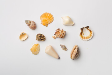 Sea shells on white background, top view. Summer concept