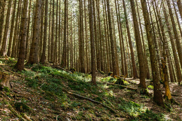 Scenic view of sunlight on moss in evergreen forest.