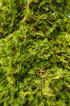 Background, texture of green, evergreen coniferous tree, thuja bush, cypress. Photo of spring nature.
