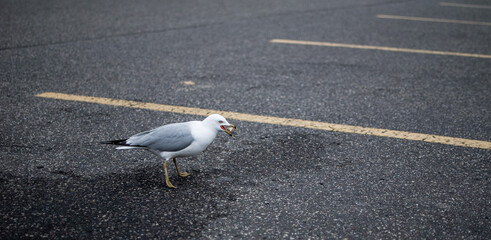 Hungry Seagull