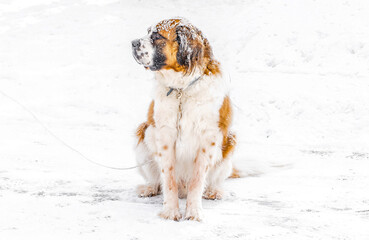 St Bernard in snow