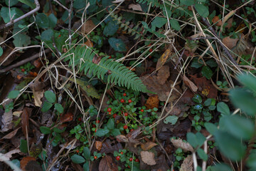 fern helecho musgo moss