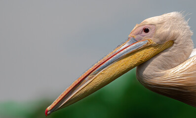Head of a pelican