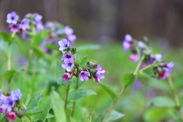 Lungwort flowers in spring forest. Medicinal plant Pulmonaria officinalis, phytotherapy