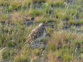 Double banded courser bird