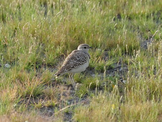 Double banded courser bird