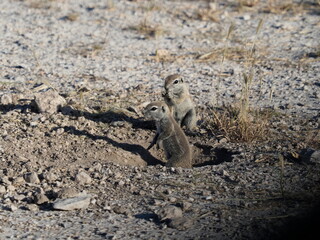 Ground squirrels