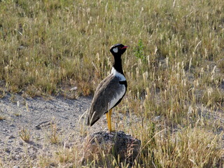 The Northern Black Korhaan