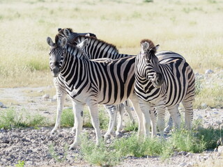 Fototapeta premium Zebra in Etosha National Park