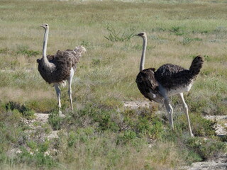 Ostrich in Namibia