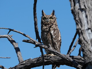 Spotted eagle owl