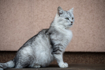 Beautiful portrait of scottish straight cat on a wooden bench. Grey striped scottish straight-eared cat