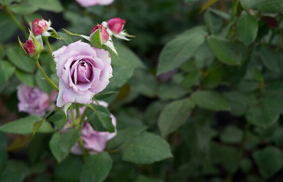 A beautiful small bud of a delicate lilac rose on a green bush in a home garden, and around there are many small buds of lilac and red roses. 