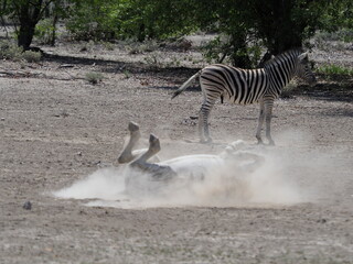 Plakat Zebra in Etosha National Park