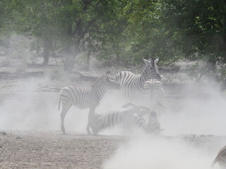 Obraz na płótnie Canvas Zebra in Etosha National Park