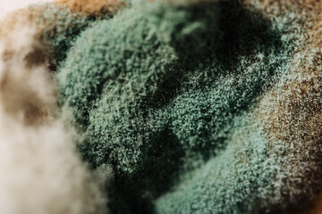Close-up of green and white mold formed on food macro photography