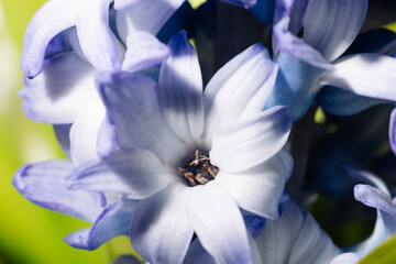 Blooming purple hyacinth flowers close-up macro photography