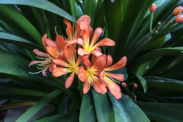 Public Flora-Park (1864) - “mixed German garden style”. It contains elements of style from...